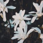 taxonomy of meditation types magnolia flowers