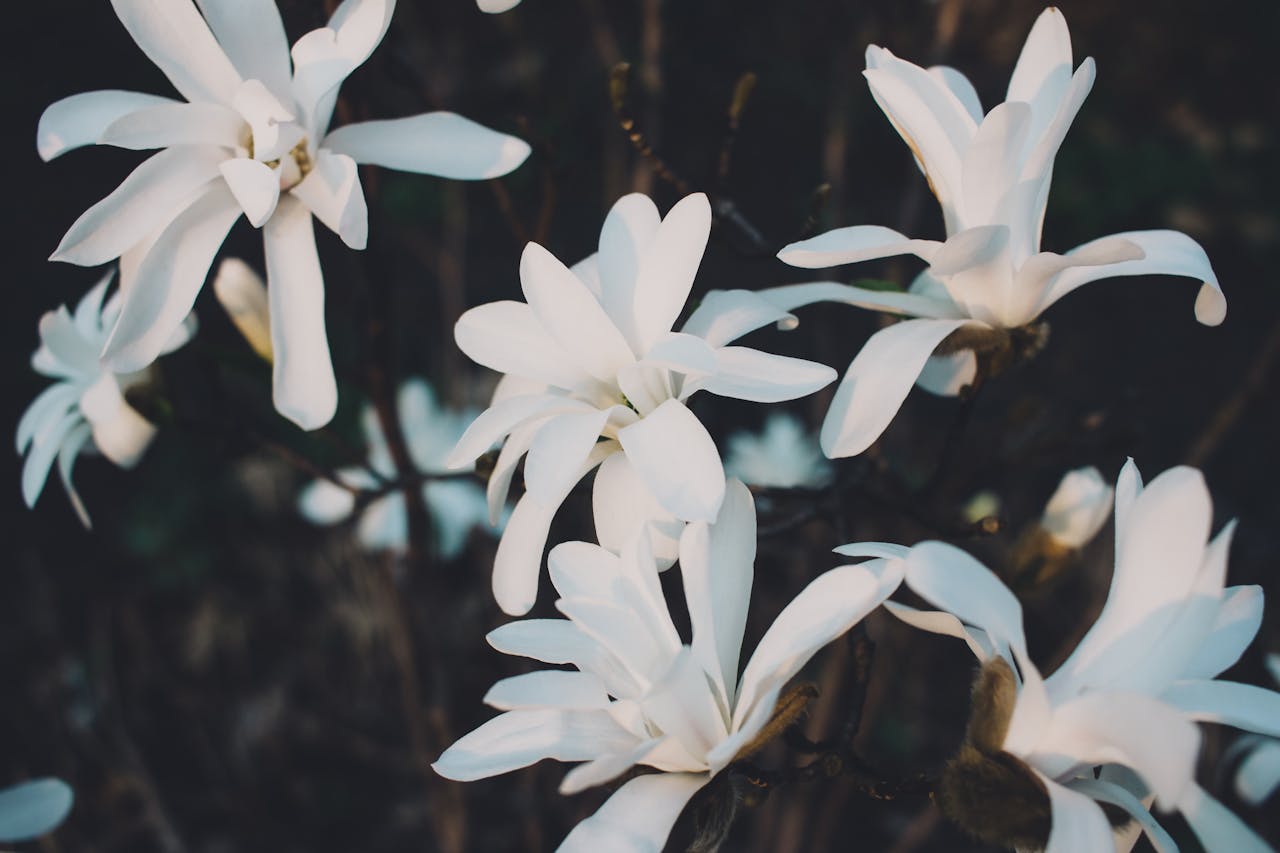 taxonomy of meditation types magnolia flowers